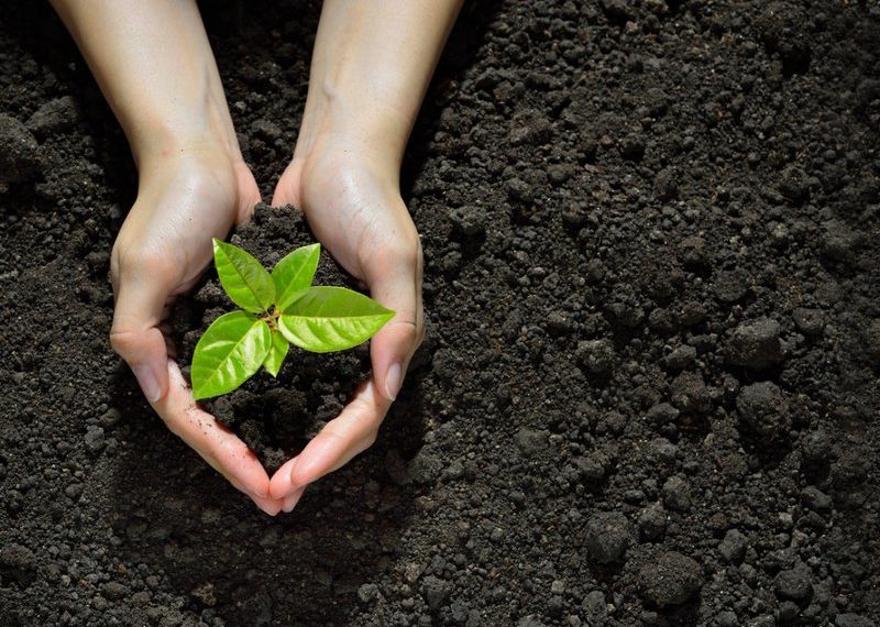 IoT for agriculture use cases: Oizom monitors soil irrigation for healthier crops